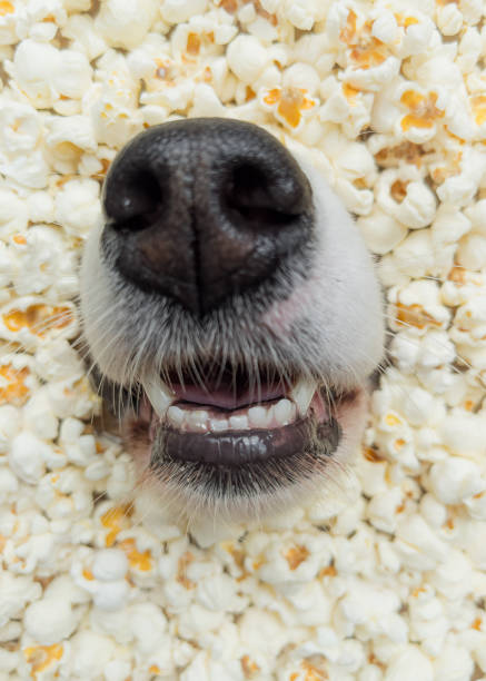Can Dogs Eat Popcorn? Safe Snacks & Benefits of Popcorn for Dogs