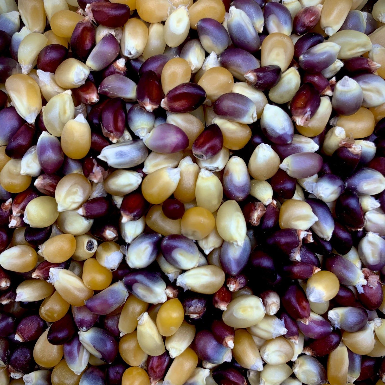 Popcorn 101: The Ultimate Guide to White, Yellow, Colored & Hulless Popcorn