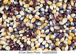 Popcorn Kernels | DIY