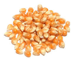 Yellow Butterfly Kernels | 10oz | DIY