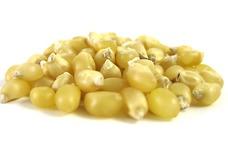 Yellow Mushroom Popcorn Kernels-1 LB. Packages - Poppington's Gourmet Popcorn