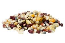 Rainbow Popcorn Kernels-1 LB. Packages - Poppington's Gourmet Popcorn